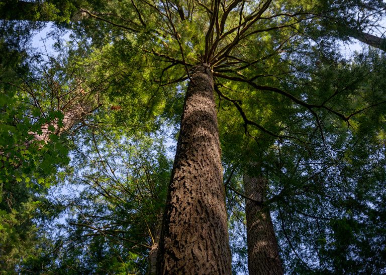 Old Growth Forest Canopy, Washington, 2021