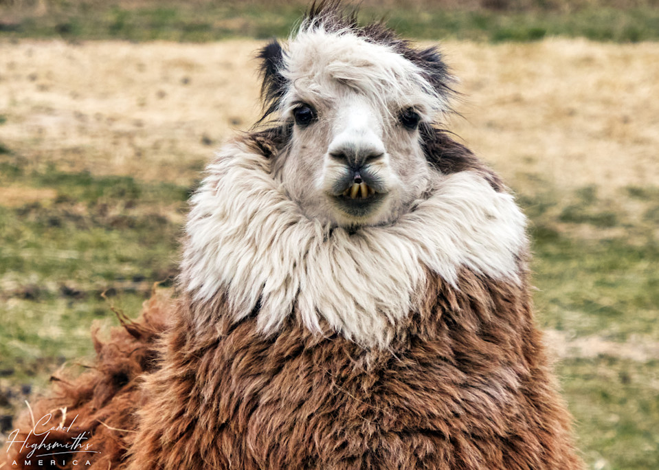 Somewhat exotic animals, such as this furry beauty — perhaps an extra-fuzzy alpaca? — are an unexpected part of the scene at Bob's Gasoline Alley, an eclectic collection of gas station signs and pumps and other vintage travel memorabilia (and some e