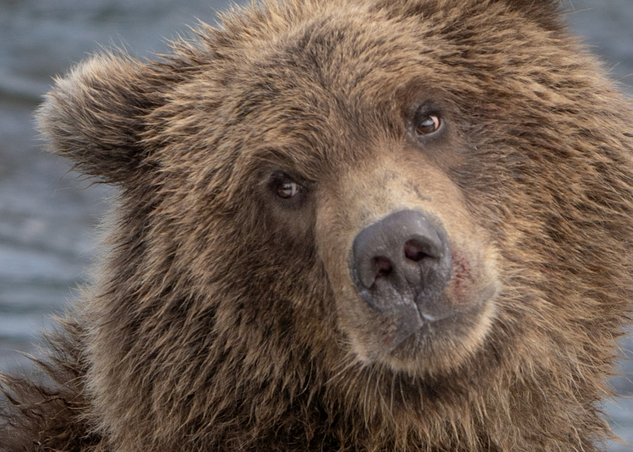 Grizzly Bear Cub Photography Art | Jim Collyer Photography