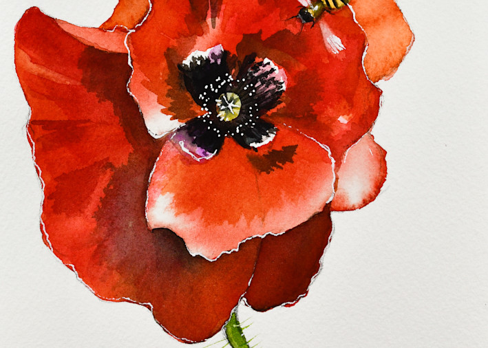 Poppy Greetings #6 Art | Katherine Rodgers Fine Art