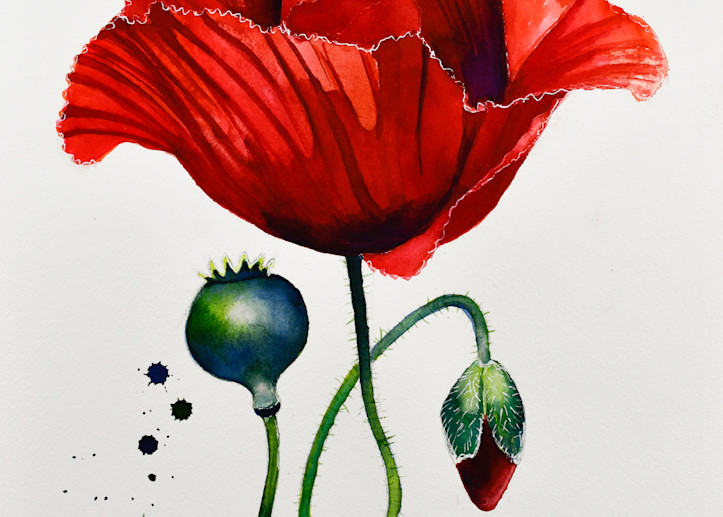 Poppy Greetings #20 Art | Katherine Rodgers Fine Art