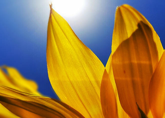 Sunflower Petals Macro Art | Alexis King Artworks 