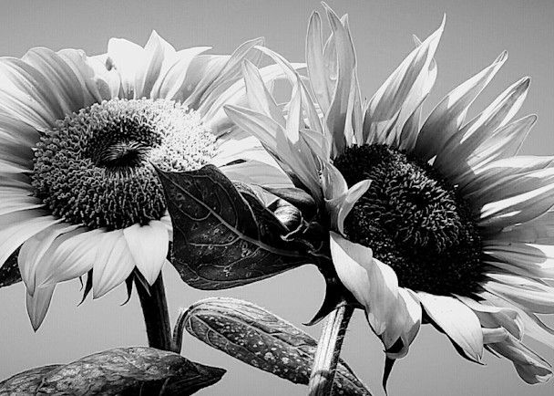 Duo Sunflowers In B&W Art | Alexis King Artworks 