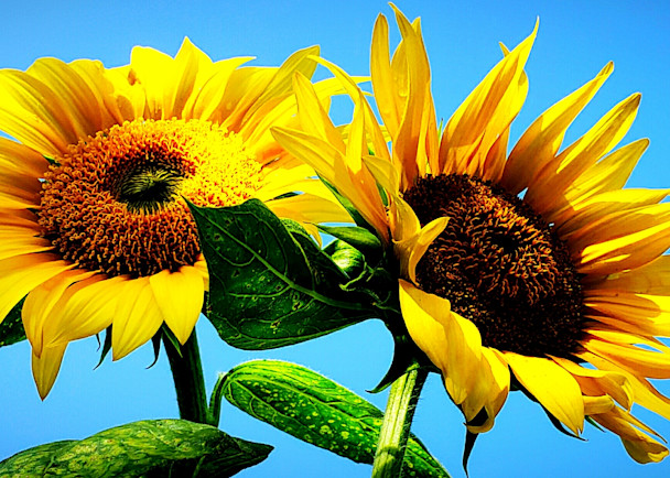 Sunflower Duo Art | Alexis King Artworks 