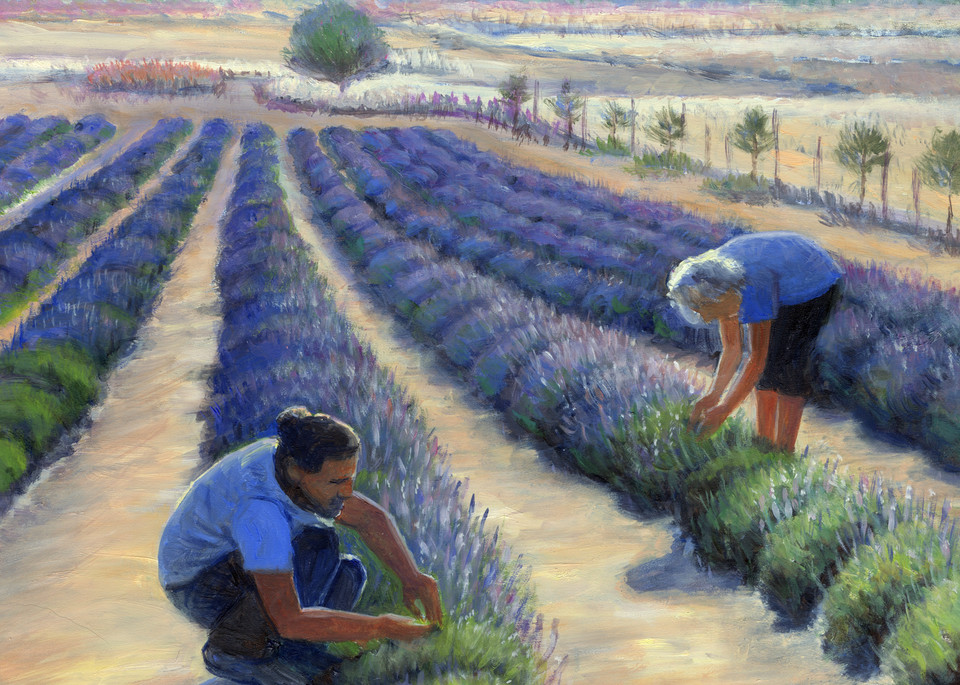 Harvesting Lavender Gold Art | Oilartist - Haeffele Fine Art