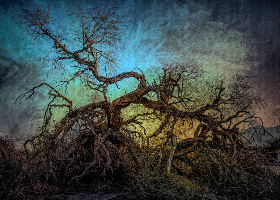 Dancing Tree Of Death Valley   California Photography Art | Kendall Photography & Fine Art
