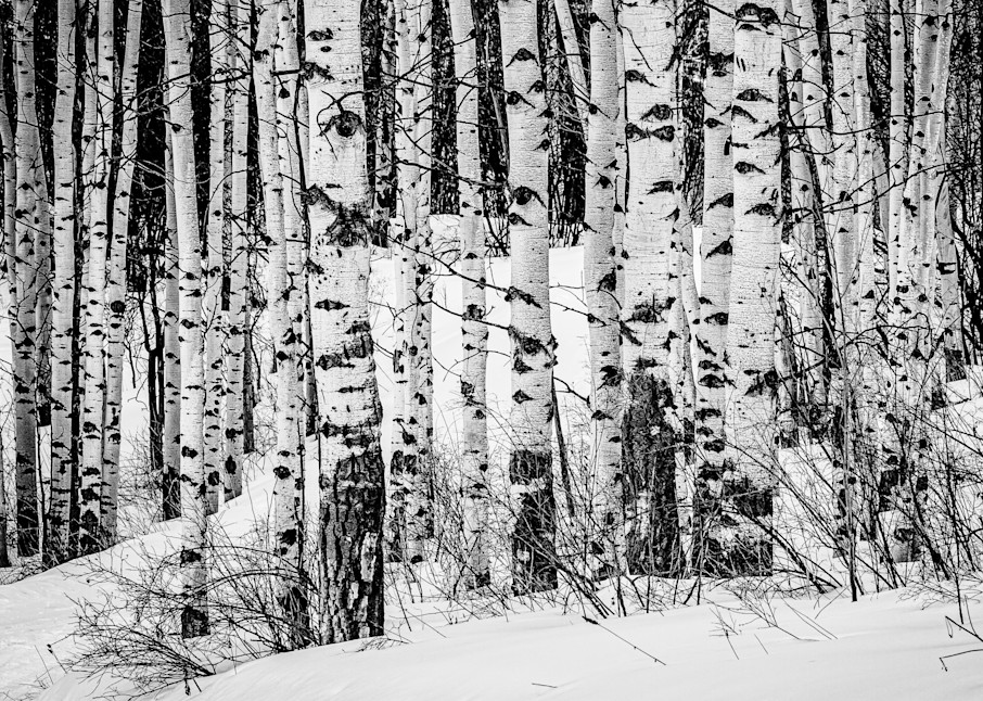 Winter Aspens. Snowmass, Colorado Photography Art | Kelley Dallas Photography