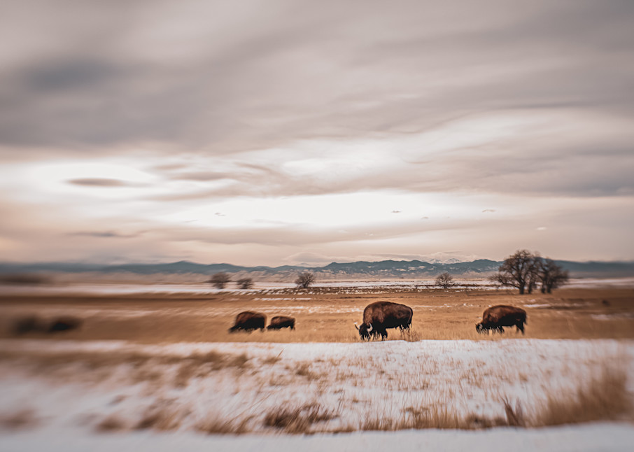 Grazing Buffalo. Colorado Photography Art | Kelley Dallas Photography