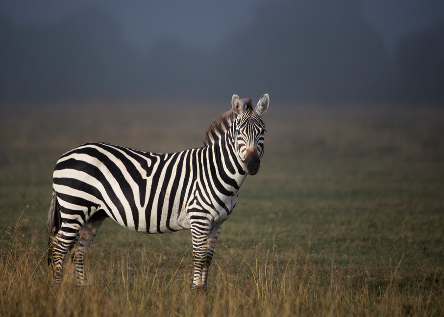 Zebra 107
