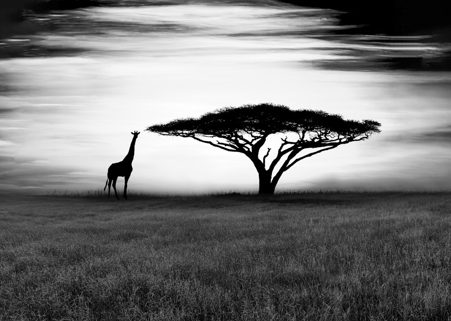 Harv Greenberg Photography - Serengeti II
