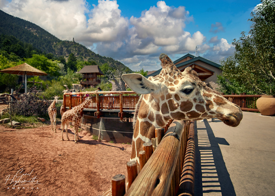 One rarely gets to go eye-to-eye with a giraffe, but it's possible at the Cheyenne Mountain Zoo in Colorado Springs, Colorado.  The zoo's giraffe breeding program is the most prolific in the world.  There is even a Web cam (online camera view) for g