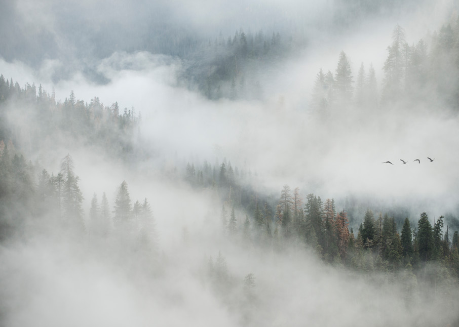 Misty Morning in Yosemite