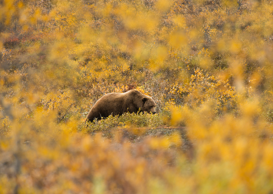 Brown Bear and Fall Foliage