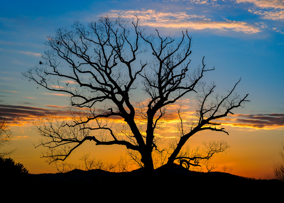 Winter Oak and Blue Ridge Sunset