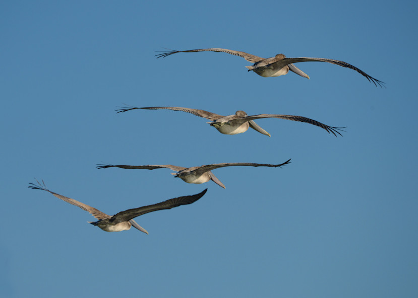 Brown Pelican as they soar in a group of four