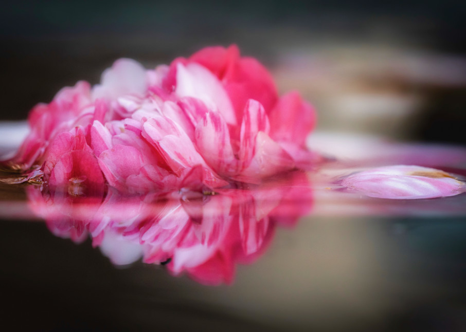 Bathed In Pink Photography Art | CSY Photography