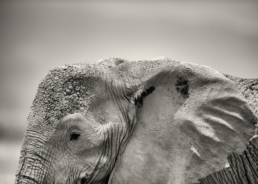 terrific profile of an elephant in black and white