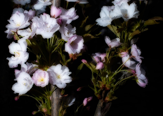 The Lights Of Spring Art | Martin Geddes Photography
