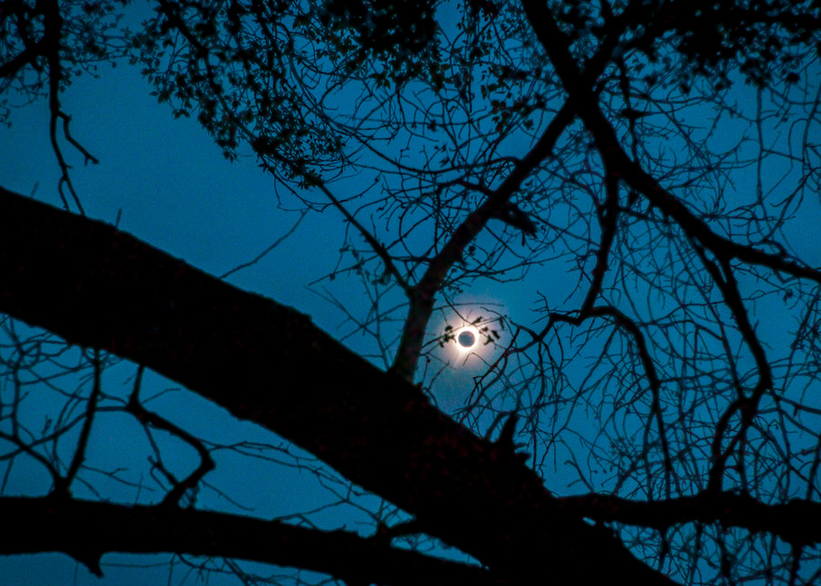 Totality, Eclipse Through Oak Tree Photography Art | davidarnoldphotographyart.com