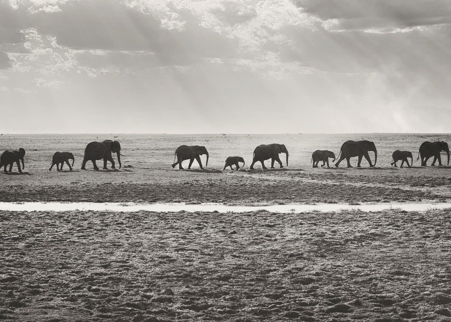 Wonderful fine art print of an elephant family.