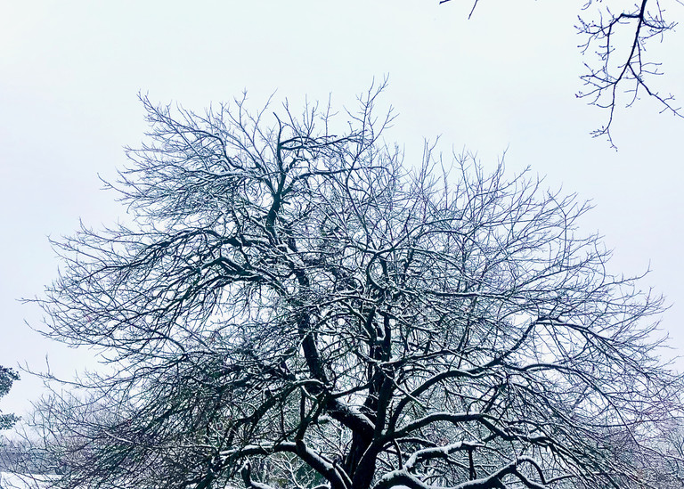 bendable, tree, winter, loosepark, loose, snow