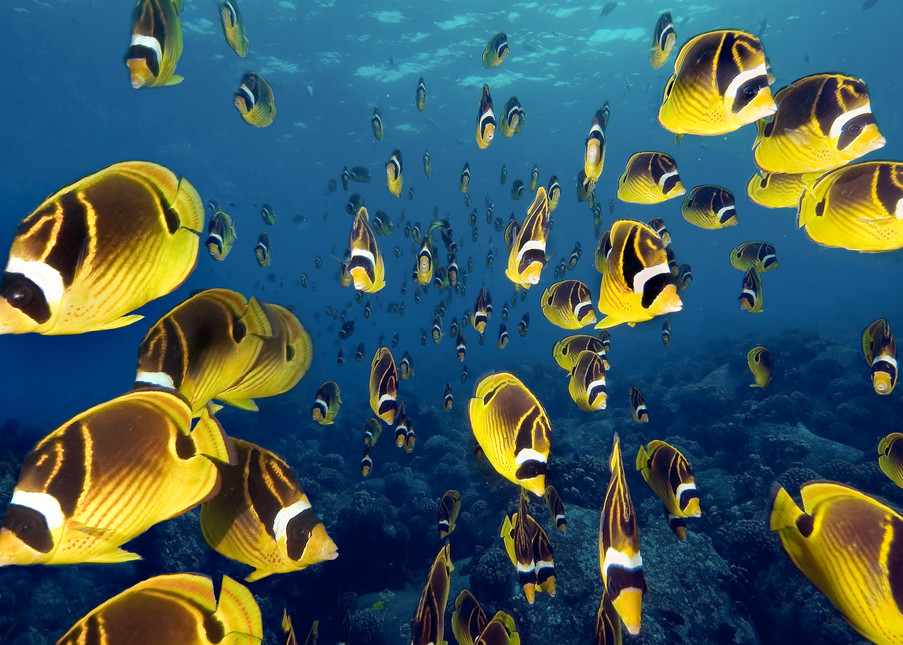 Amazing shot of a school of fish in Hawaii.