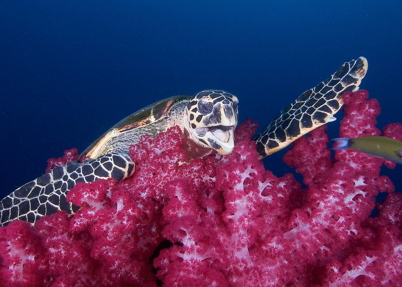Hilarious underwater image of a turtle playing on the reef.