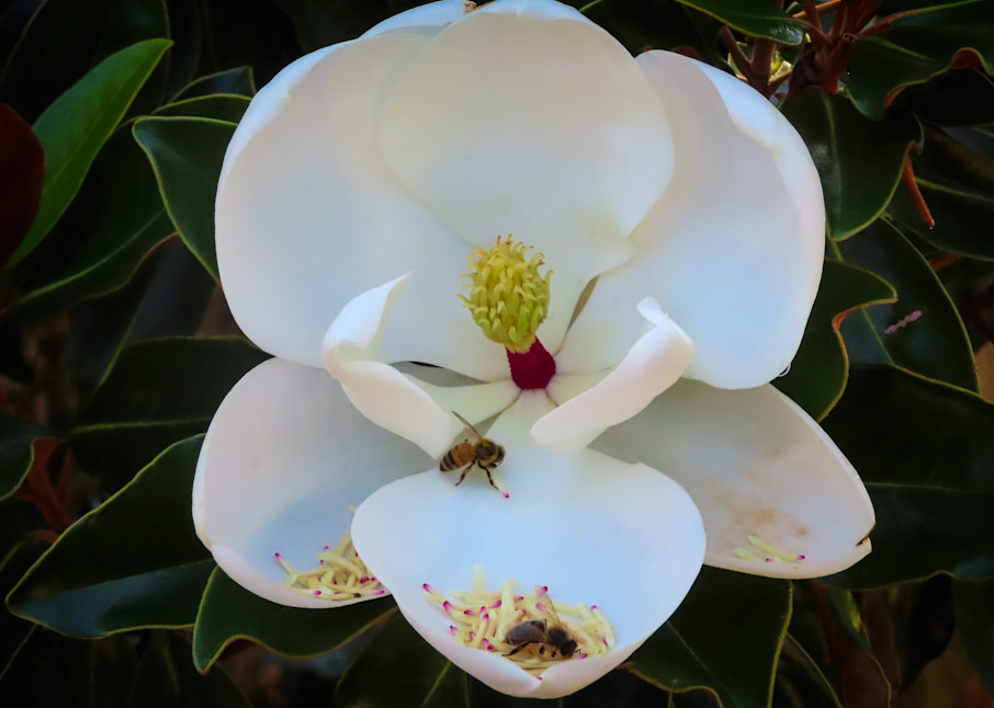 Wannabe Naturalist bees on a Magnolia flower | Eugene L Brill
