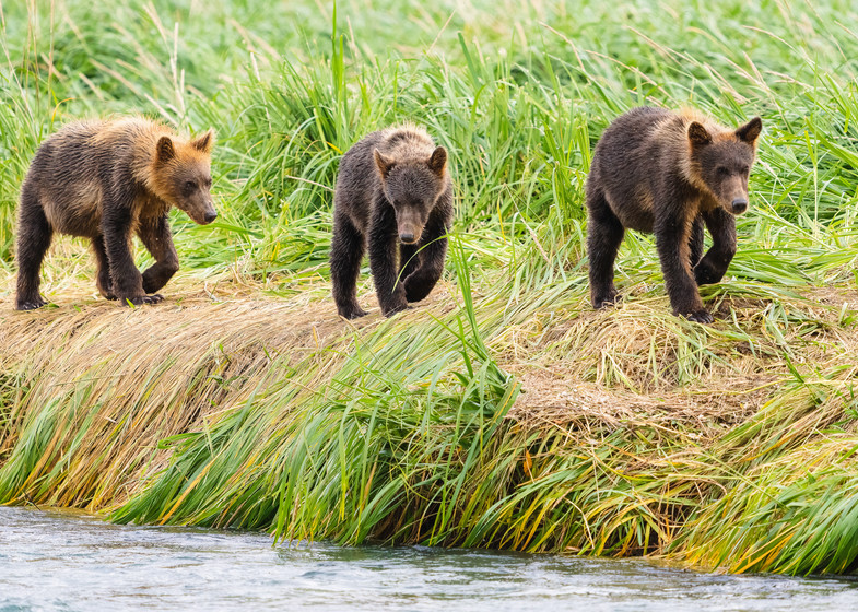 Brown Bear cubs walking on river bank.