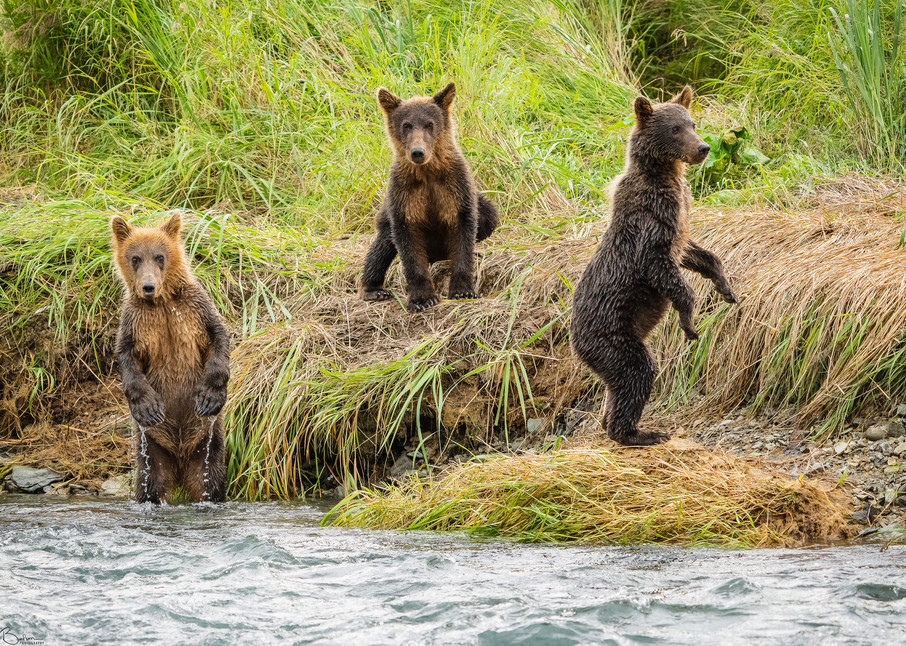 Three brown bear cubs.