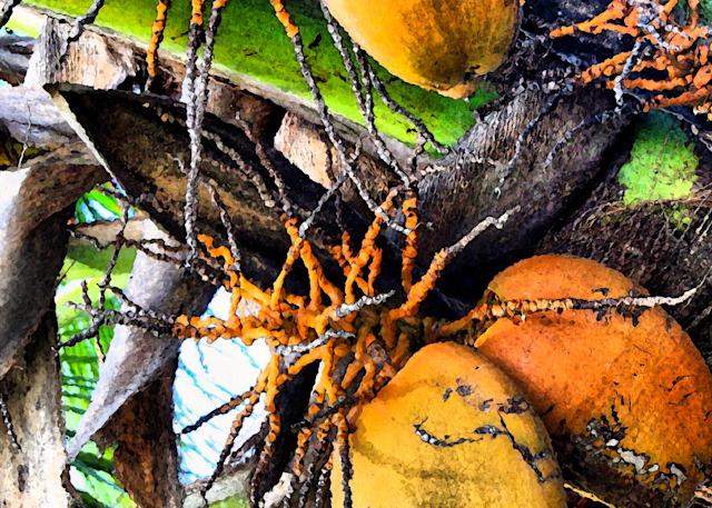 Kauai Nut Photography Art | 2430Studio