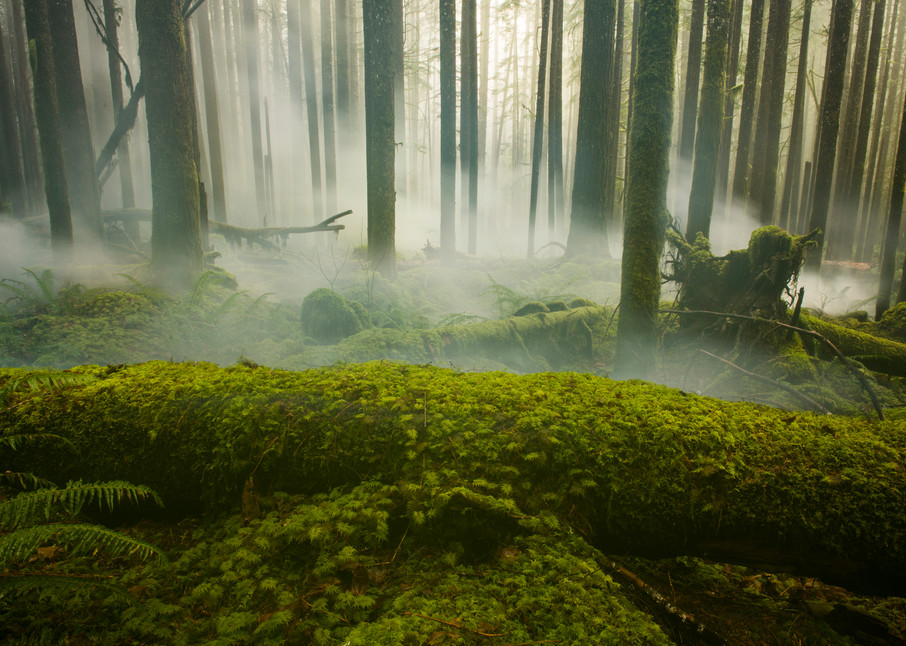 Fog and the Forest