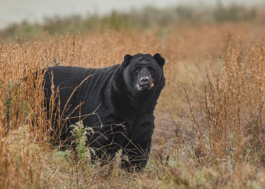 Black Bear 109