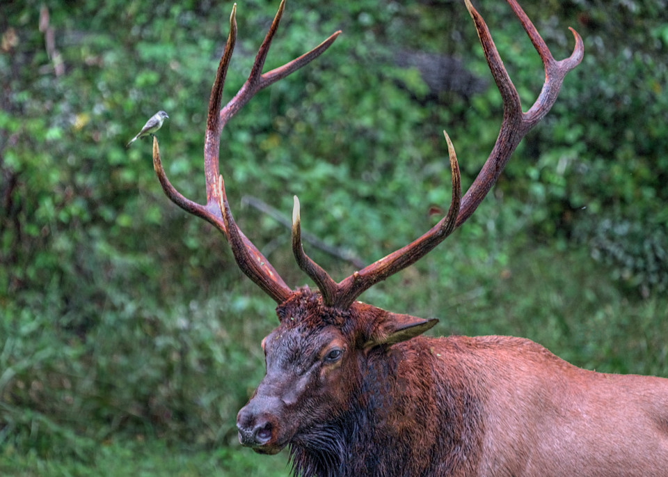 Bull Elk With Bird On Antler Photography Art | Fine Art From Nature