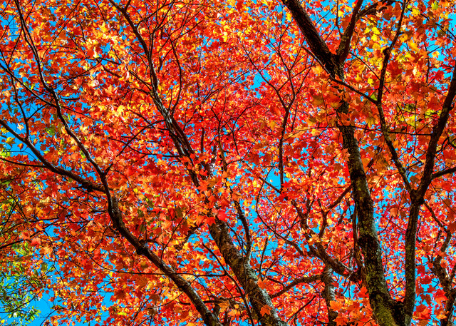 Autumnal abstract - Smoky Mountains fall colors fine-art photography prints