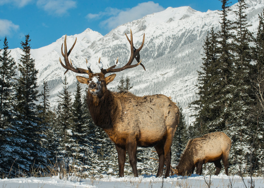 Majestic Elk in Majestic Mountains