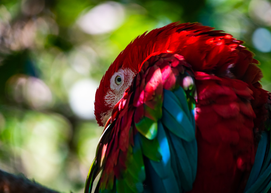 Peek A Boo Parrot Photography Art | Vitamin Sea Photography