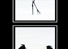 Snow Crane Art | Cheng Yan Studio