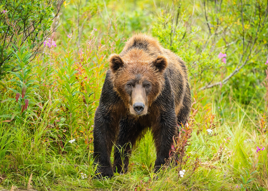 Brown Bear in Katmai National Park.