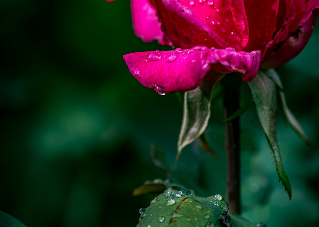Raindrop Rose Photography Art | Gingerich PhotoArt