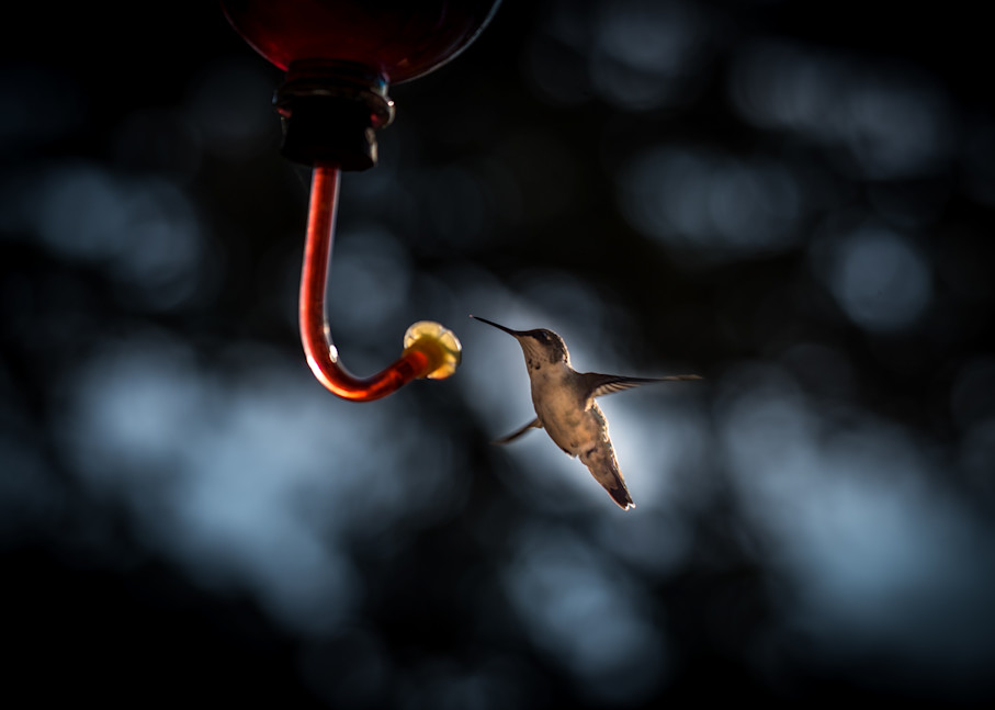 Hummingbird Heaven Photography Art | Gingerich PhotoArt