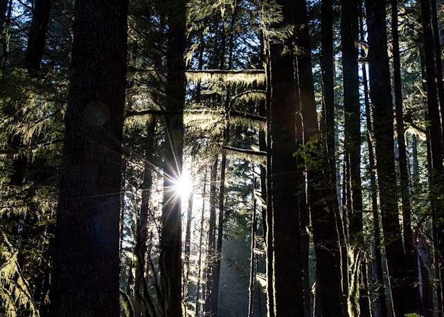 Forest Sunburst Photography Art | Gingerich PhotoArt
