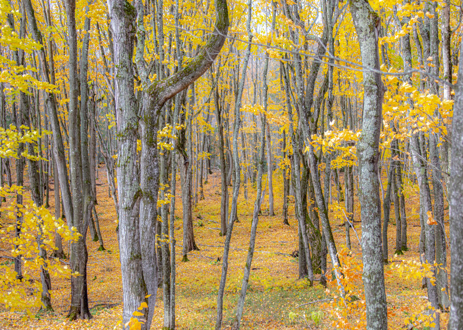 Daniel Rea Photography - Places - North America - United States - Michigan - Foliage - National Parks - MI8954