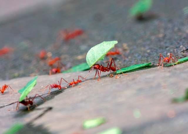 Costa Rica Ants Photography Art | Scott Markowitz Photography