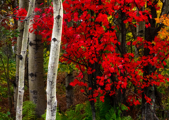A Red Leaf Photography Art | Ken Wiele Photography