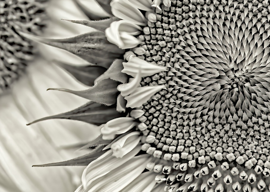 Sunflower Photography Art | Felice Willat Photography