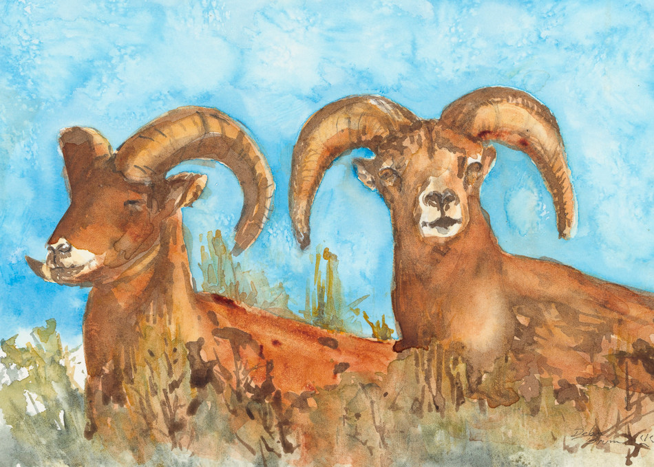 Sleeping Rams  Art | Debra Bruner Studio