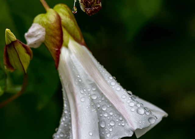 Raindrops On Coastal Morning Glory Photography Art | Catherine Balck Photography