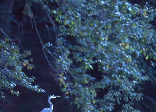A Great Blue Heron i n the Great Dismal Swamp,
Photograph by Dennis Brack BB79