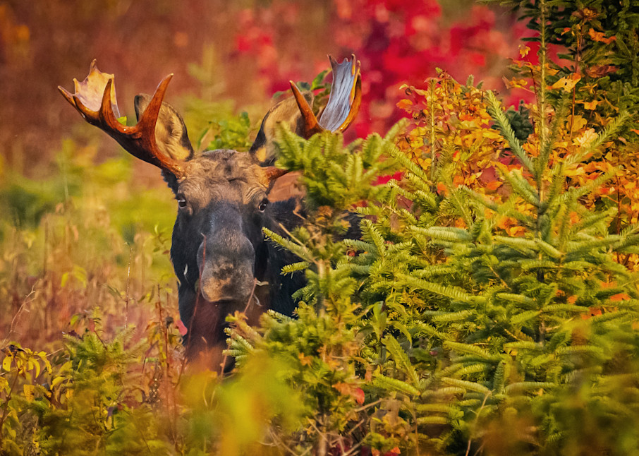 Bull Moose In Foliage (Horizontal) Photography Art | Monteux Gallery